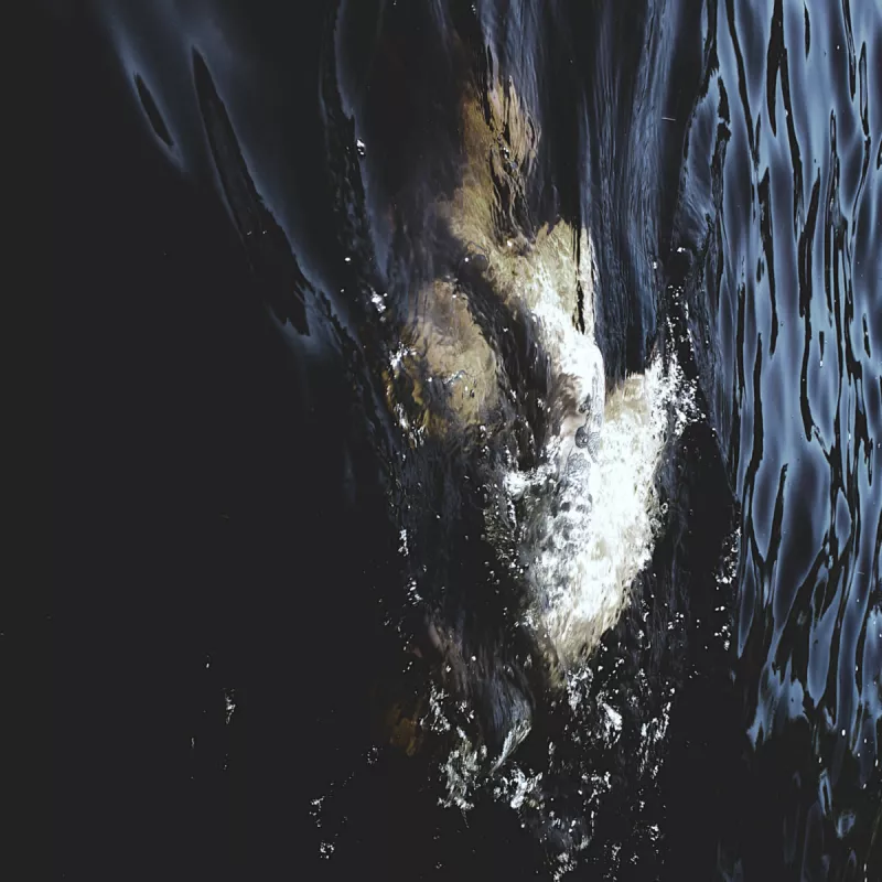 chronique : Nadja + Fawn Limbs - Vestigial Spectra chronique Nadja + Fawn Limbs - Vestigial Spectra