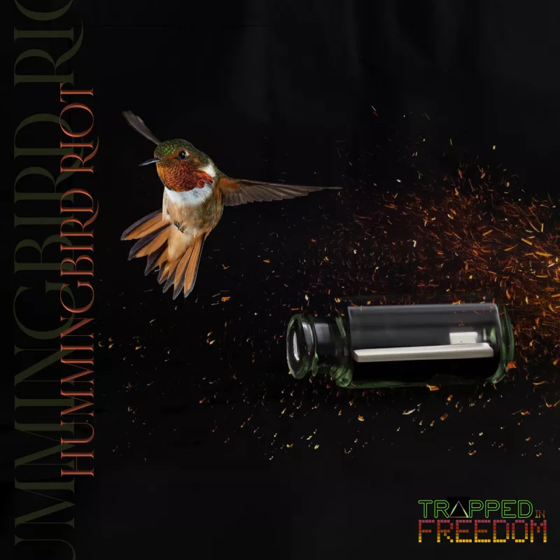 chronique : Trapped In Freedom - Hummingbird Riot chronique Trapped In Freedom - Hummingbird Riot