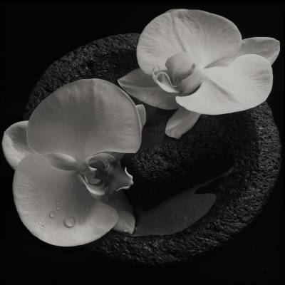 Mike Patton - Corpse Flower (feat Jean-Claude Vannier) (chronique)