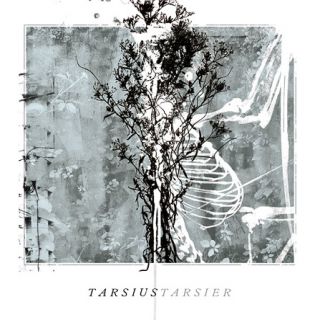 Tarsius Tarsier - Ceremonia de Atadura de Manos 