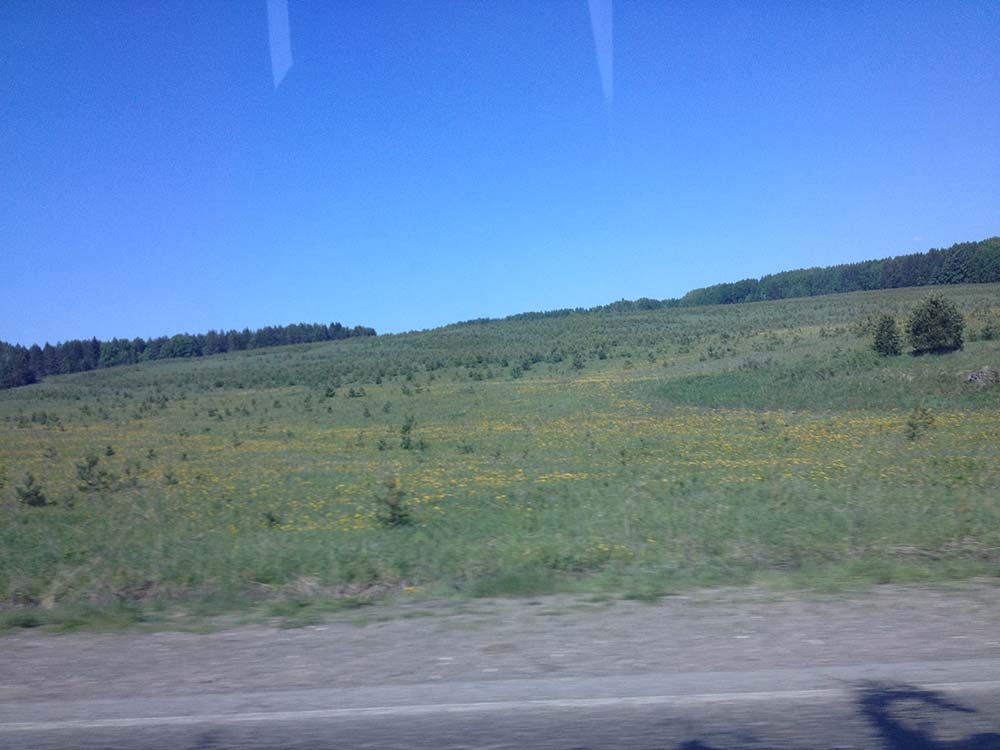 Prairies, pissenlits et pins