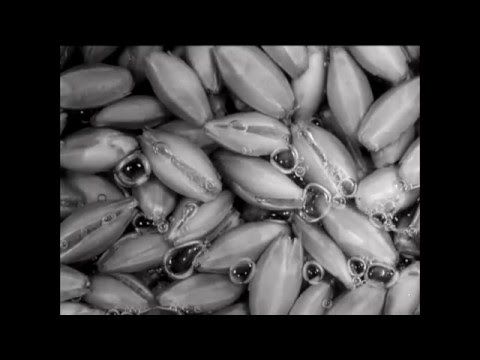Mogwai met son nouveau clip sur la toile (actualité)