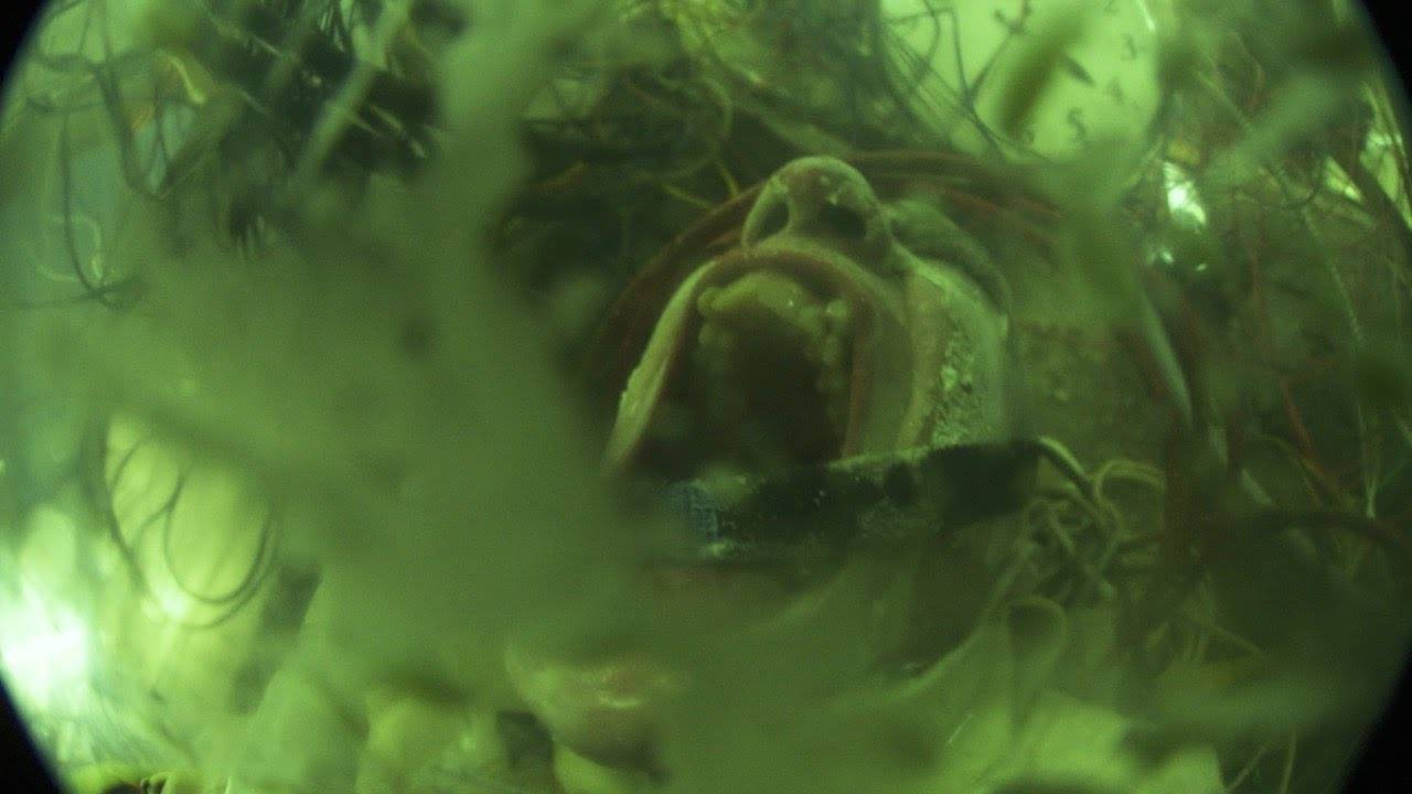 Un clip pour Vein  (actualité)