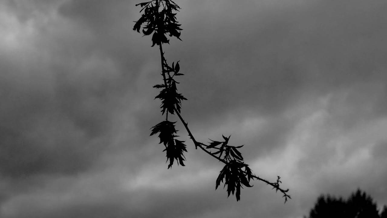 Succumb et sa quête du Graal (actualité)
