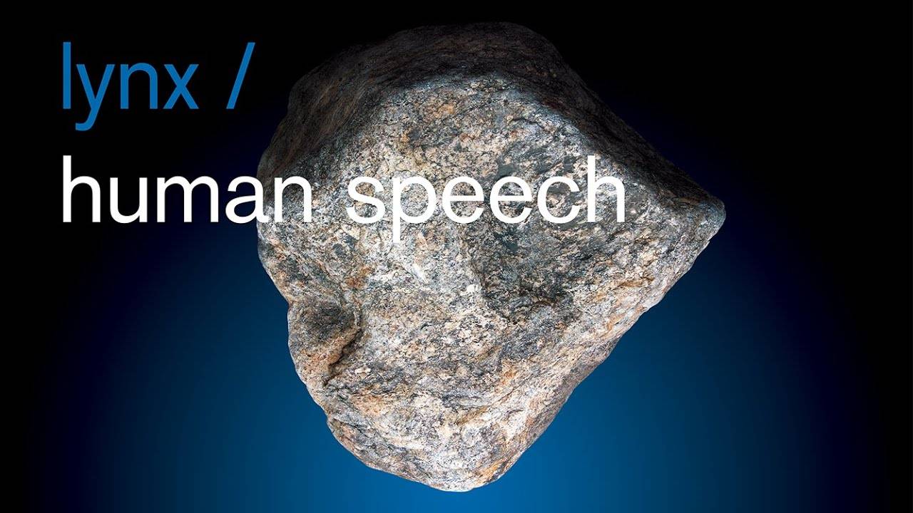 Lynx miaule aussi l'humain - Human Speech (actualité)